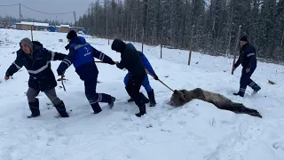 Полное видео нападения Медведя на лагерь нефтянников
