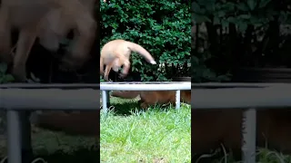 Playful Cute fox Cubs seen Bouncing on Trampoline 🥱🥱😲So Fun! While Exploring Garden #shorts