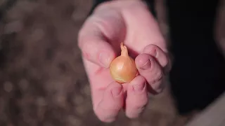 How to Plant Onion Sets 🌱 // Garden Answer
