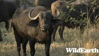 WildEarth - Sunrise Safari -  6 July 2023