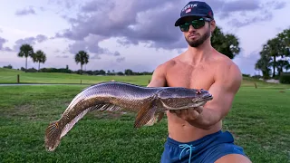 This INVASIVE Fish Has Conquered South Florida's Canals {Catch Clean Cook Bullseye Snakehead}