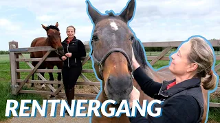 Isabell Werth und ihre Rentnergang 🤩 | Satchmo, Don Johnson und Co. genießen ihr Leben auf der Wiese