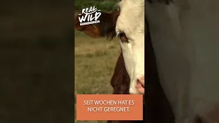 Landwirte gegen Trockenheit 🐮| UNESCO Weltnaturerbe | #SHORTS | Real Wild Deutschland