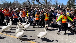 Stratford Swan Release Parade 2024 🦢❤️