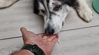 Husky Talks Again Days after his Operation