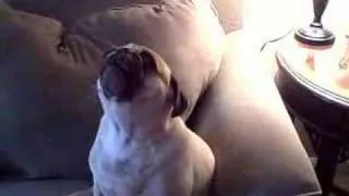 Pug Lounge Singer