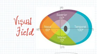 Visual Field and Ranges of Visual Field #Optometry #Ophthalmology