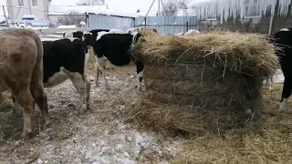 зимнее содержания крс. стадо мясного направления