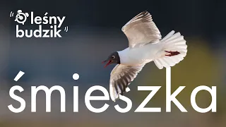 Leśny budzik - Śmieszka