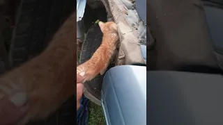 Kitten Got Stuck In Car | Rescue Angry Kitten #Shorts