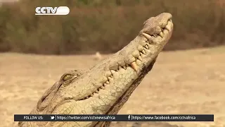 The Sacred Crocodiles of Bazoule