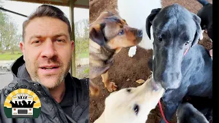 Our biggest pack intro ever! Over 100 dogs meeting | Lee Asher