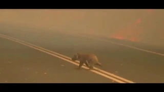 480 Million Animals Potentially Killed in Australia Wildfires