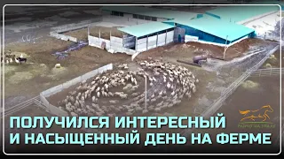 Семейная Ферма/ Продолжаем обучение жеребцов/ Весь день провели на хозяйстве с Аборигенными лошадьми