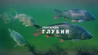 НИЖНЯЯ ВОЛГА. ОБИТАТЕЛИ ГЛУБИН.