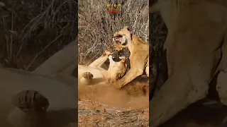 Lionesses Fights For An Ostrich Feast #youtubemadeforyou #wildlife #lion #shortsafrica