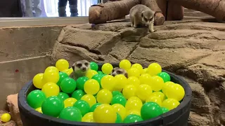Meerkats find pot o' gold
