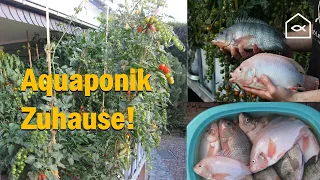 Aquaponic Zuhause, My Story Episode Nr.2 (Deutsch): Die zweite Saison!