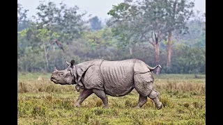 Rhino Walking at #Kaziranga #rhino #kaziranganationalpark #safari #wildlife