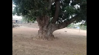 The story of the largest and oldest mango tree in the Bono Region