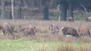 Pirsch auf Rotwild Teil 1 27.03.2024