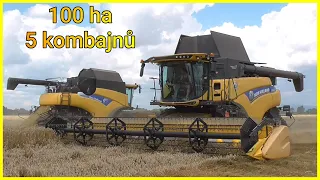 VELKÉ ŽNĚ PŠENICE - 100 ha | 5 kombajnů v nasazení na jednom poli !!!