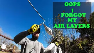 Forgotten Mulberry Air Layers | Did They Take?