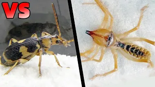 Bombardier beetle VS Camel spider,The ending is unexpected!