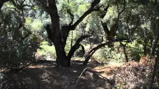 Morgan Trail   San Mateo Wilderness Area   Cleveland National Forest