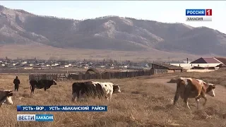 Массовый падёж скота в Усть- Абаканском районе