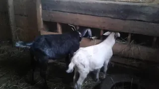 Выращиваю козлика для коз 🐐