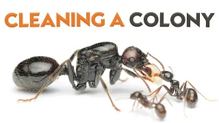 How to Clean an Ant Colony