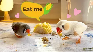 My Zebra Finches Eat Sweet Corn First Time 🌽🐦🐦