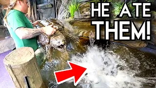 TRAGEDY!! WHILE PUTTING MONSTER FISH IN WITH MY ALLIGATOR SNAPPING TURTLE!! | BRIAN BARCZYK