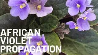 How to propagate African Violets | African Violet repotting