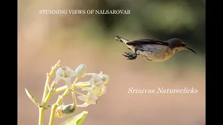 Stunning Visual Journey Through Nalsarovar Wetland,Gujarat