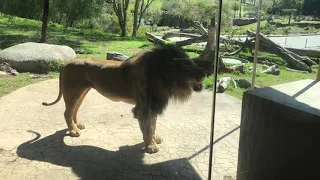 Lion at San Diego Safari Park