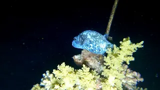 Reef Oasis Blue Bay ночной дайвинг (night diving) 06.2023