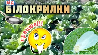 від Білокрилки‼️Капусті допоміг простий дієвий розчин🌱