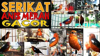 Serikat ANIS MERAH Gacor EXTREAM Membuat Burung Tambah Buka Paruh & Teler Ngotot Terapi Mental JOS.