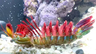 What Happened to My GIANT PET MANTIS SHRIMP is he DEAD!?