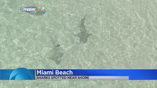 Sharks Spotted Near Shore Of Miami Beach