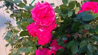 Цветут розы Флорентина,Антик 89 Цезарь,Эльф,Лагуна .