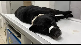 Оторванный позвоночник- без шансов/A dog's spine torn off   no chance