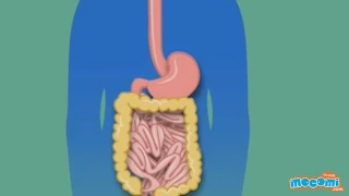 Digestive System - How the Body Works? (With Narration) Science | Educational Videos by Mocomi Kids