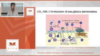 L’olio di oliva: ruolo nell’aumento del colesterolo HDL e nella promozione del benessere muscolare