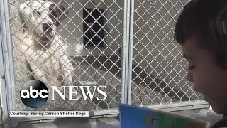 Boy Reads to Shelter Dogs so They Won't Feel Lonely