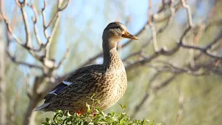 Learn from Educator Kristin About World Migratory Bird Day