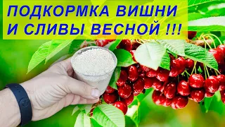 Подкормите так весной вишню, черешню, сливу, алычу - не будут болеть и соберете богатый урожай!