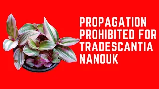 || WHY IS PROPAGATION PROHIBITED FOR TRADESCANTIA NANOUK ||